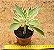 Kalanchoe laciniata variegata - Imagem 2