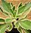 Kalanchoe laciniata variegata - Imagem 5