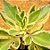 Kalanchoe laciniata variegata - Imagem 3