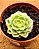 Echeveria tinkerbell variegata - Imagem 1