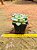 Graptopetalum victor kane - Imagem 5