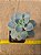 Graptopetalum victor kane - Imagem 3
