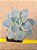 Graptopetalum victor kane - Imagem 1