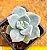 Graptopetalum victor kane - Imagem 1
