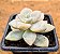 Graptopetalum victor kane - Imagem 2