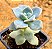 Graptopetalum victor kane - Imagem 2