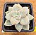 Graptopetalum victor kane - Imagem 1