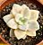 Graptopetalum victor kane variegata - Imagem 1
