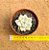 Graptopetalum victor kane variegata - Imagem 3