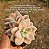 Graptopetalum victor kane variegata - Imagem 6