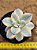 Graptopetalum victor kane variegata - Imagem 5