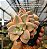 Graptopetalum victor kane variegata - Imagem 7