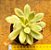 Echeveria mini belle variegata - Imagem 1