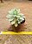 Echeveria mini belle variegata - Imagem 7