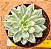 Echeveria green emerald variegata - Imagem 1