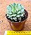 Echeveria green emerald variegata - Imagem 3