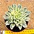Echeveria green emerald variegata - Imagem 1