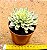 Echeveria green emerald variegata - Imagem 3