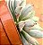 Echeveria green emerald variegata - Imagem 5