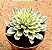 Echeveria green emerald variegata - Imagem 2