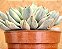 Echeveria green emerald variegata - Imagem 4