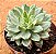 Echeveria green emerald variegata - Imagem 2