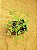 Hoxalis herrerae - Imagem 2