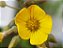 Hoxalis herrerae - Imagem 1