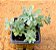 Sedum palmeri (folhas finas) - Imagem 1