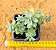 Sedum palmeri (folhas finas) - Imagem 3