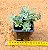 Sedum palmeri (folhas finas) - Imagem 2