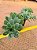 Sedum palmeri (folhas finas) - Imagem 3