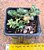 Portulaca werdermanii - Imagem 3