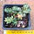 Portulaca werdermanii - Imagem 4