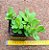 Senecio jacobsenii - Imagem 3