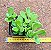 Senecio jacobsenii - Imagem 1