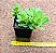 Senecio jacobsenii - Imagem 4