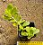 Senecio jacobsenii - Imagem 1