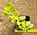 Senecio jacobsenii - Imagem 2