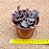Lenophyllum obtusum - Imagem 3