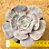 Echeveria marble magic ball - Imagem 1