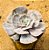 Echeveria marble magic ball - Imagem 2