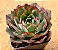 Echeveria yang jin - Imagem 4
