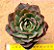 Echeveria yang jin - Imagem 5