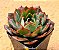 Echeveria yang jin - Imagem 6