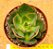 Echeveria yang jin - Imagem 2