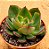 Echeveria yang jin - Imagem 1