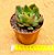 Echeveria yang jin - Imagem 3