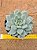 Echeveria thinginshu - Imagem 1