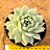 Echeveria thinginshu - Imagem 1